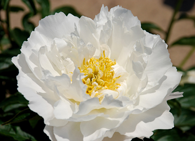 Miss America Peony - Click Image to Close